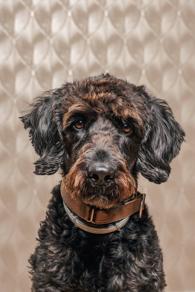 Lina Bürohund